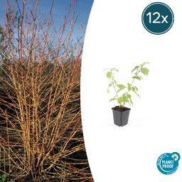 Garden basics 12x Cornus sang. 'Anny's Winter Orange' - ↕10-25cm - Ø9cm (47668)