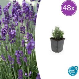 Garden basics 48x Lavandula ang. 'Dwarf Blue' - ↕10-25cm - Ø9cm (50459)