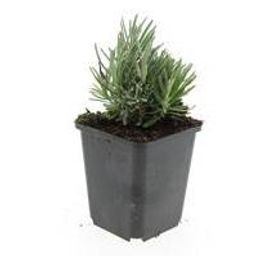 Garden basics 48x Lavandula ang. 'Dwarf Blue' - ↕10-25cm - Ø9cm (50459)