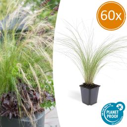 Garden basics 60x Stipa tenuissima 'Ponytails' - ↕10-25cm - Ø9cm (46994)