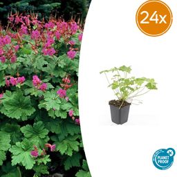 Garden basics 24x Geranium macr. 'Czakor' - ↕10-25cm - Ø9cm (50422)