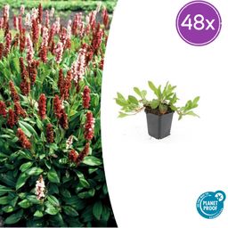 Garden basics 48x Persicaria aff. 'Darjeeling Red' - ↕10-25cm - Ø9cm (50509)
