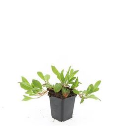 Garden basics 48x Persicaria aff. 'Darjeeling Red' - ↕10-25cm - Ø9cm (50509)