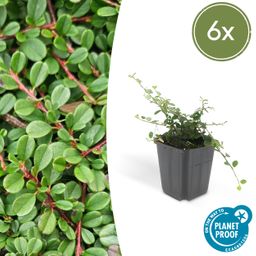 Garden basics 6x Cotoneaster pr. 'Streib's Findling' - ↕10-25cm - Ø9cm (46894)