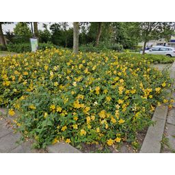 Garden basics 6x Hypericum 'Hidcote' - ↕10-25cm - Ø9cm (47831)