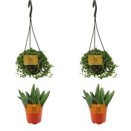 2x Aloe Paradisicum + 2x Senecio Rowleyanus - 4 stuks - Ø10.5cm (22736)