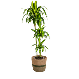 Dracaena Deremensis Hawaiian Sunshine met mand Ø24cm - ↕130 (48785)