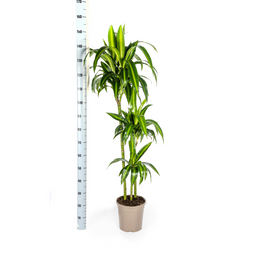 Dracaena Deremensis Hawaiian Sunshine met mand Ø24cm - ↕130 (48785)