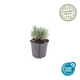 Garden basics 12x Lavandula int. 'Edelweiss' - ↕10-25cm - Ø9cm (47882)