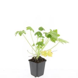 Garden basics 48x Geranium macr. 'Spessart' - ↕10-25cm - Ø9cm (50427)
