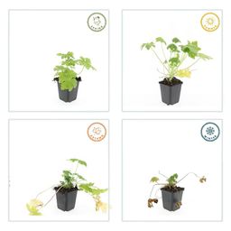 Garden basics 48x Geranium macr. 'Spessart' - ↕10-25cm - Ø9cm (50427)