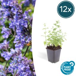 Garden basics 12x Nepeta 'Six Hills Giant' - ↕10-25cm - Ø9cm (47927)
