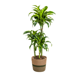 Dracaena Deremensis Dorado met mand Ø21cm - ↕100 (48781)