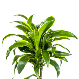 Dracaena Deremensis Dorado met mand Ø21cm - ↕100 (48781)