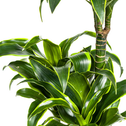Dracaena Deremensis Dorado met mand Ø21cm - ↕100 (48781)