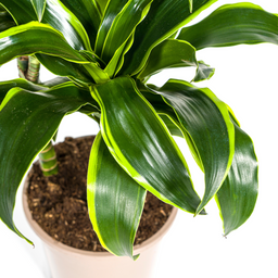 Dracaena Deremensis Dorado met mand Ø21cm - ↕100 (48781)
