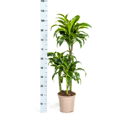 Dracaena Deremensis Dorado met mand Ø21cm - ↕100 (48781)