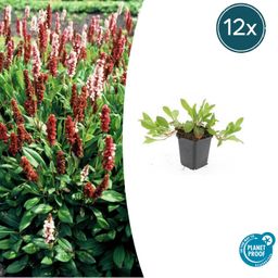 Garden basics 12x Persicaria aff. 'Darjeeling Red' - ↕10-25cm - Ø9cm (47956)