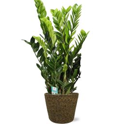 Zamioculcas Zamiifolia - Selin Pot D22x19cm - Zwart (43795)