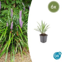 Garden basics 6x Liriope muscari 'Ingwersen' - ↕10-25cm - Ø9cm (47896)