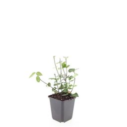 Garden basics 48x Euonymus fort. 'Coloratus' - ↕10-25cm - Ø9cm (50403)