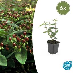 Garden basics 6x Hypericum inodorum 'Rheingold' - ↕10-25cm - Ø9cm (47846)