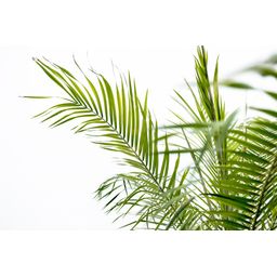 Phoenix Roebelenii op stam - 210cm (14127)