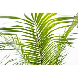 Phoenix Roebelenii op stam - 210cm (14127)