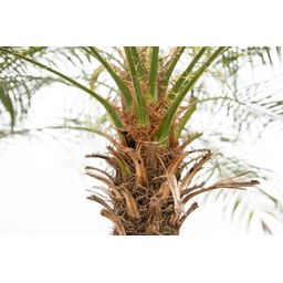 Phoenix Roebelenii op stam - 210cm (14127)