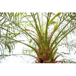 Phoenix Roebelenii op stam - 210cm (14127)