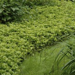 Garden basics 12x Pachysandra term. 'Green Carpet' - ↕10-25cm - Ø9cm (46960)
