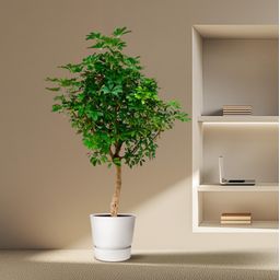 Schefflera op stam - 200cm - ø40 (8721055694014)