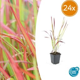 Garden basics 24x Imperata cylindrica 'Red Baron' - ↕10-25cm - Ø9cm (50451)