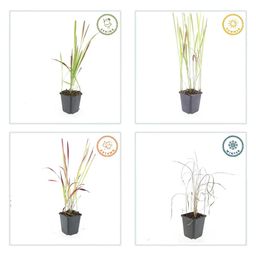 Garden basics 24x Imperata cylindrica 'Red Baron' - ↕10-25cm - Ø9cm (50451)