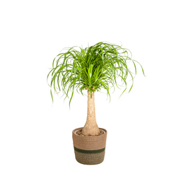Beaucarnea Recurvata Stam met mand Ø21cm - ↕60 (48786)