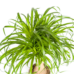 Beaucarnea Recurvata Stam met mand Ø21cm - ↕60 (48786)