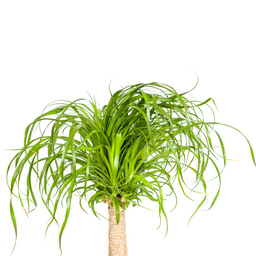Beaucarnea Recurvata Stam met mand Ø21cm - ↕60 (48786)