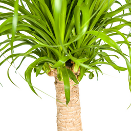 Beaucarnea Recurvata Stam met mand Ø21cm - ↕60 (48786)