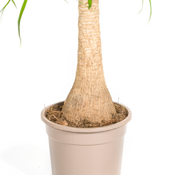 Beaucarnea Recurvata Stam met mand Ø21cm - ↕60 (48786)