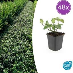 Garden basics 48x Euonymus fort. 'Dart's Blanket' - ↕10-25cm - Ø9cm (50405)