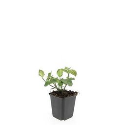 Garden basics 48x Euonymus fort. 'Dart's Blanket' - ↕10-25cm - Ø9cm (50405)