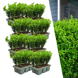Plants by frank 8 x 6-Pack Buxus NewGen Freedom – Winterharde Groenblijvende Struiken 48 x Ø7 cm | Compacte Buxus (50237)