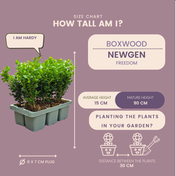 Plants by frank 8 x 6-Pack Buxus NewGen Freedom – Winterharde Groenblijvende Struiken 48 x Ø7 cm | Compacte Buxus (50237)