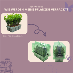 Plants by frank 8 x 6-Pack Buxus NewGen Freedom – Winterharde Groenblijvende Struiken 48 x Ø7 cm | Compacte Buxus (50237)