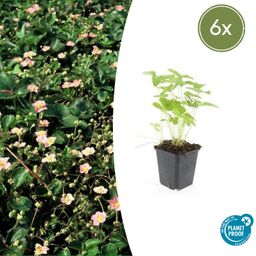 Garden basics 6x Fragaria vesca - ↕10-25cm - Ø9cm (47732)