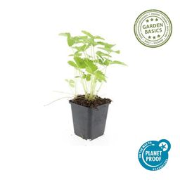 Garden basics 6x Fragaria vesca - ↕10-25cm - Ø9cm (47732)