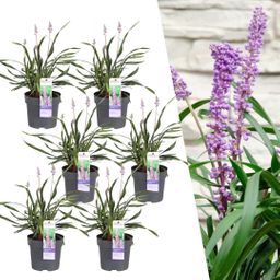 My perfect garden 6 x Liriope muscari 'Ingwersen' - Ø 14 cm - ↨ 25 cm (8721001421558)