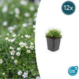 Garden basics 12x Sagina subulata - ↕10-25cm - Ø9cm (47981)