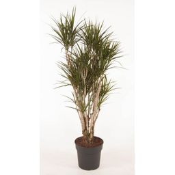 Dracaena Marginata vertakt (14456)