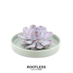 Rootless by aloe demi ROOTLESS Succulent Echeveria Lilacina in schaal 'groen' Ø20 cm (8721001420186)